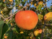 ムーンルージュ家庭用