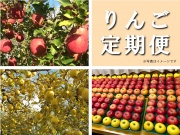 りんご定期便【全4回】